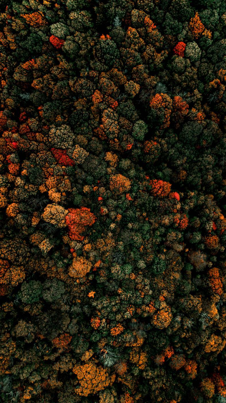  aerial photography of green-leafed trees  picture