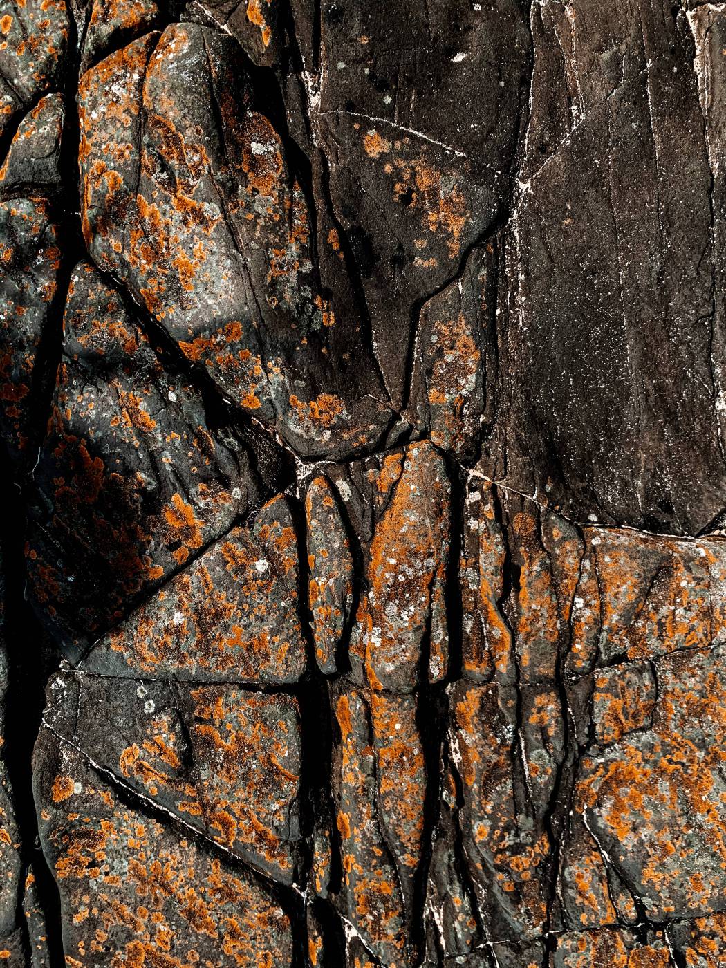  black and brown tree trunk  picture