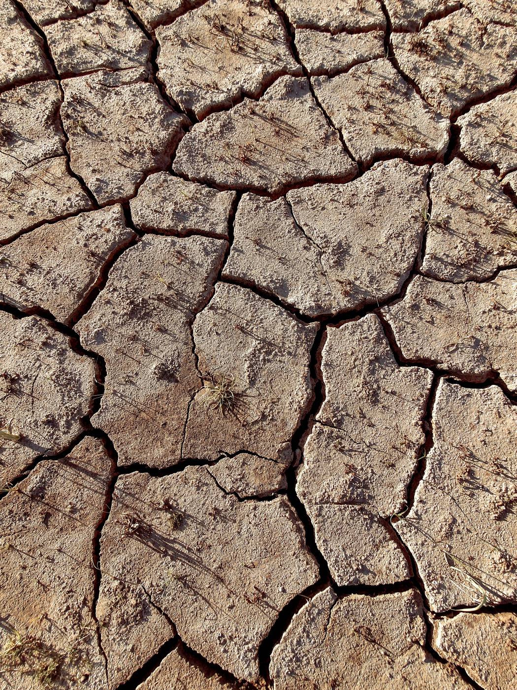  brown and white dirt ground  picture