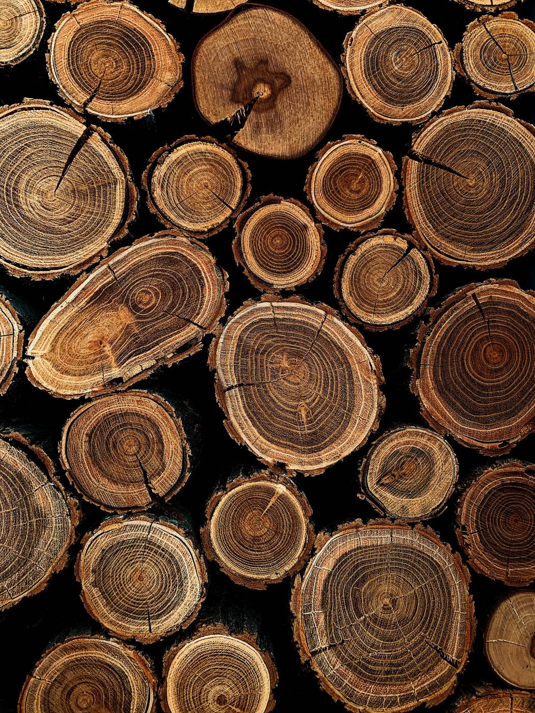  brown wooden logs in close up photography  picture