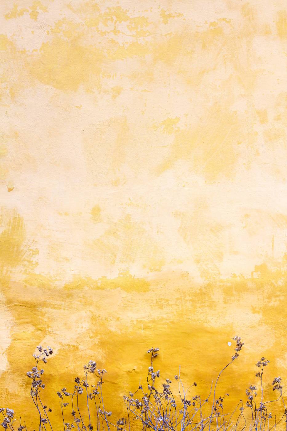  flowers beside yellow wall  picture