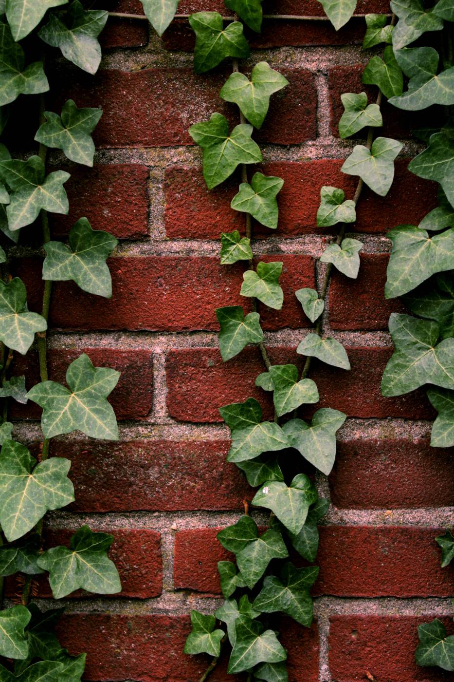  green and brown brick wall  picture