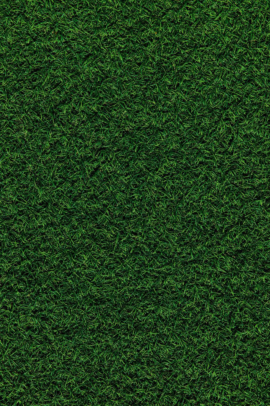  green grass field during daytime  picture