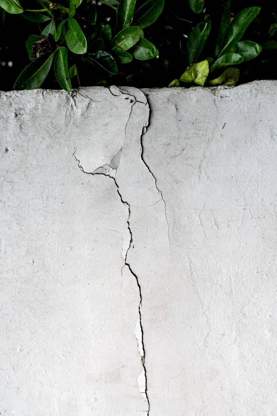 pattern green leaves on white concrete wall  picture
