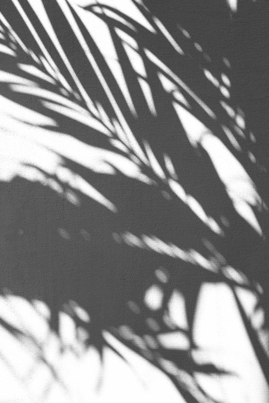 white silhouette of palm tree shadow picture