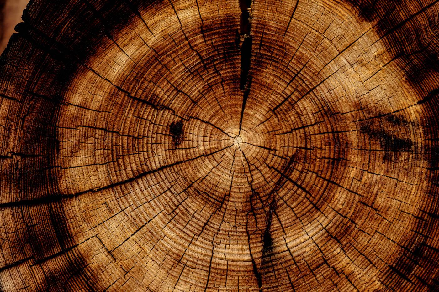 wood photo of brown wood slab brown picture