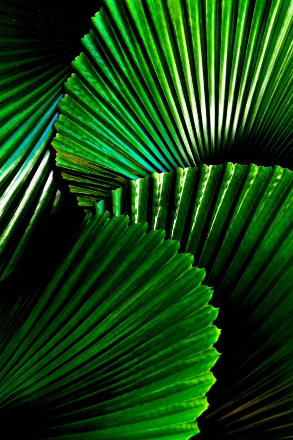 green green-leafed plant plant picture