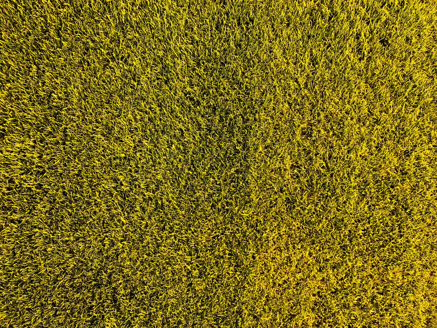 pattern green grass field leverkusen picture