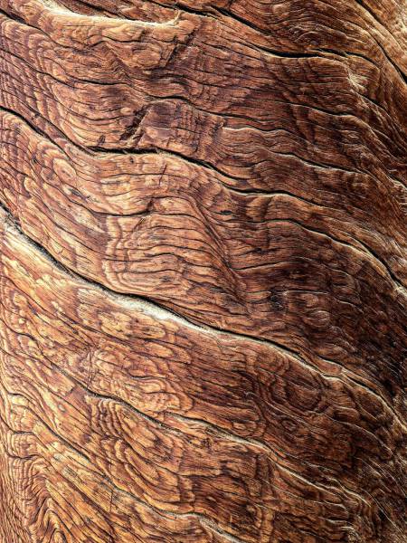  brown tree bark 