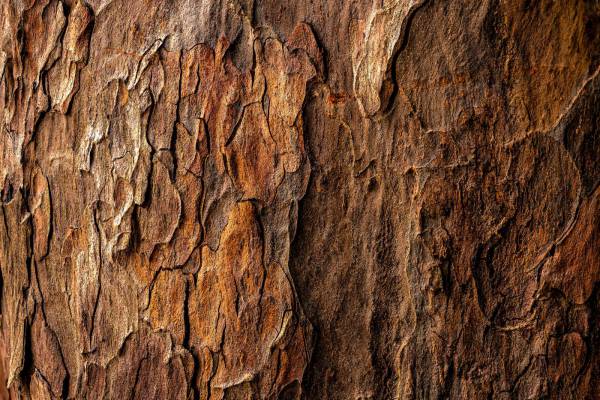  brown tree bark in closeup photography 