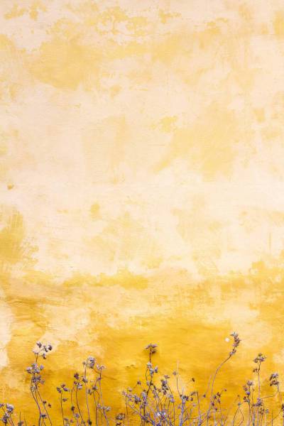  flowers beside yellow wall 