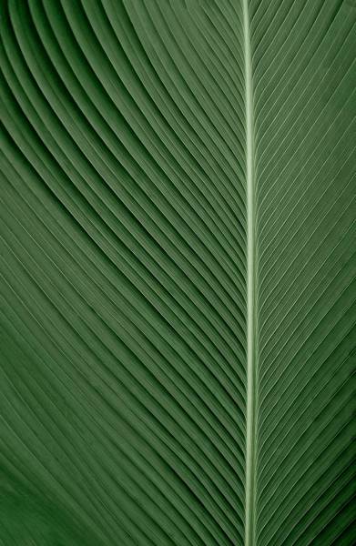  green and white striped textile 