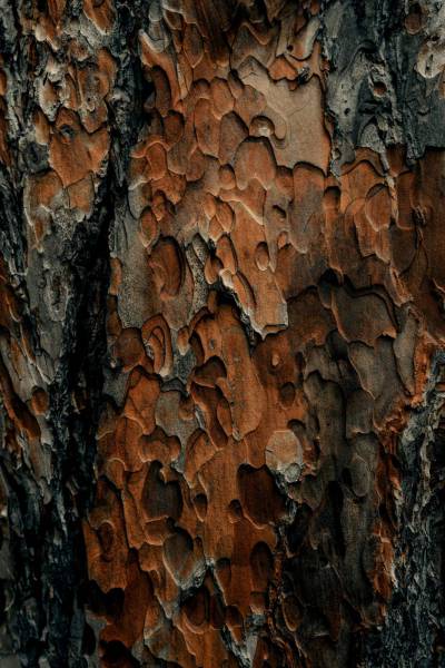 pattern brown and black tree trunk 
