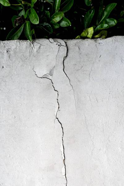 pattern green leaves on white concrete wall 