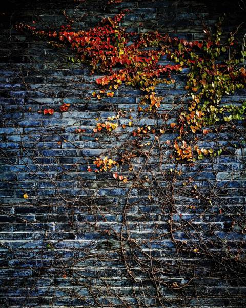 wall green leafed plant on wall background