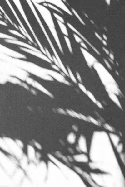white silhouette of palm tree shadow