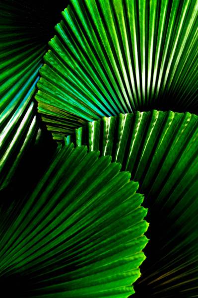 green green-leafed plant plant
