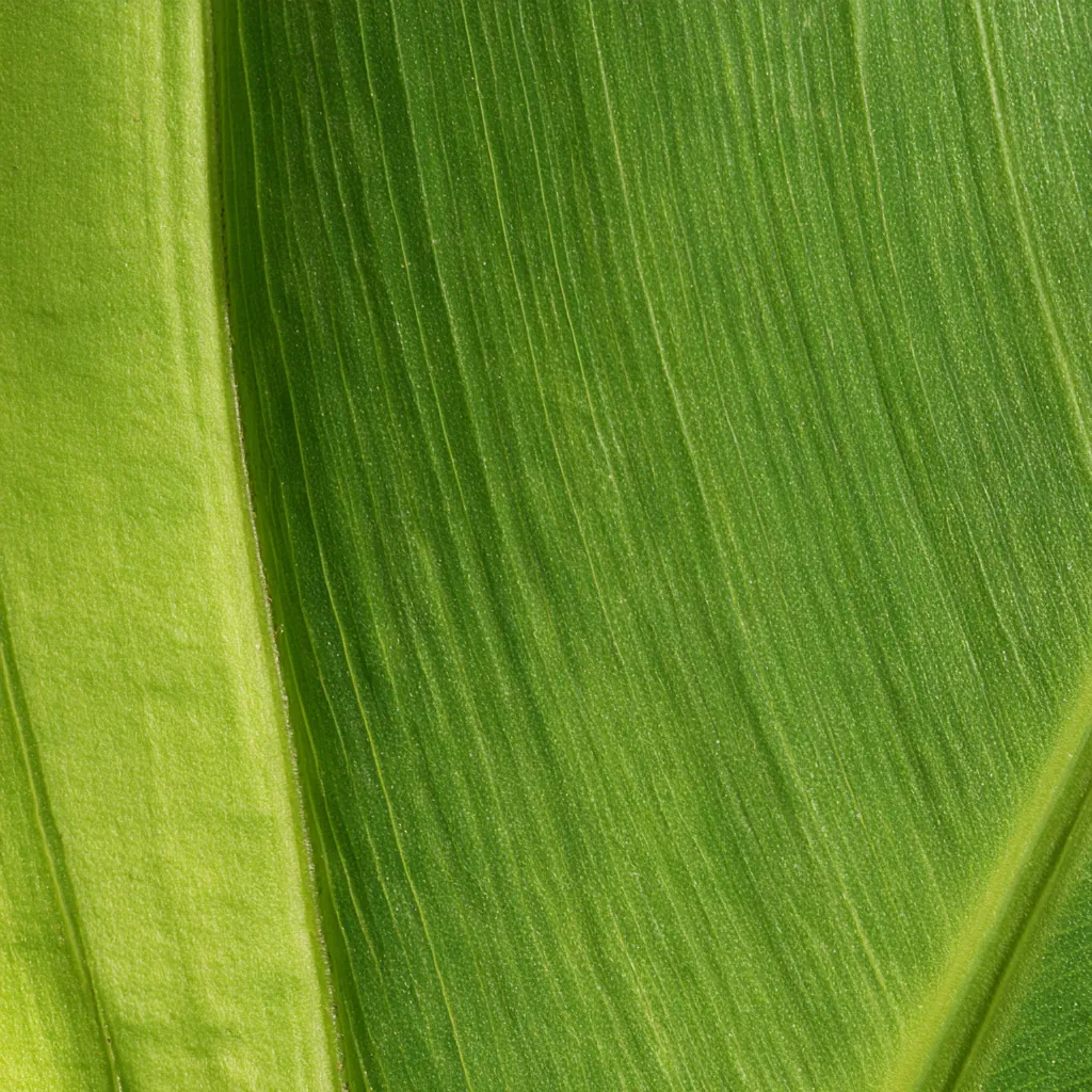 banana texture green unripe banana peel matte surface fine ve