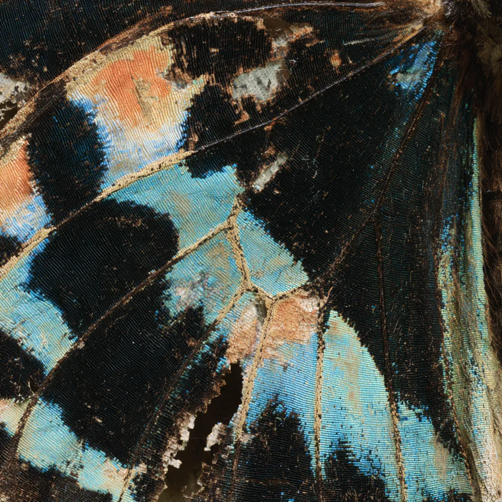 butterfly texture aged butterfly wing surface faded pigments