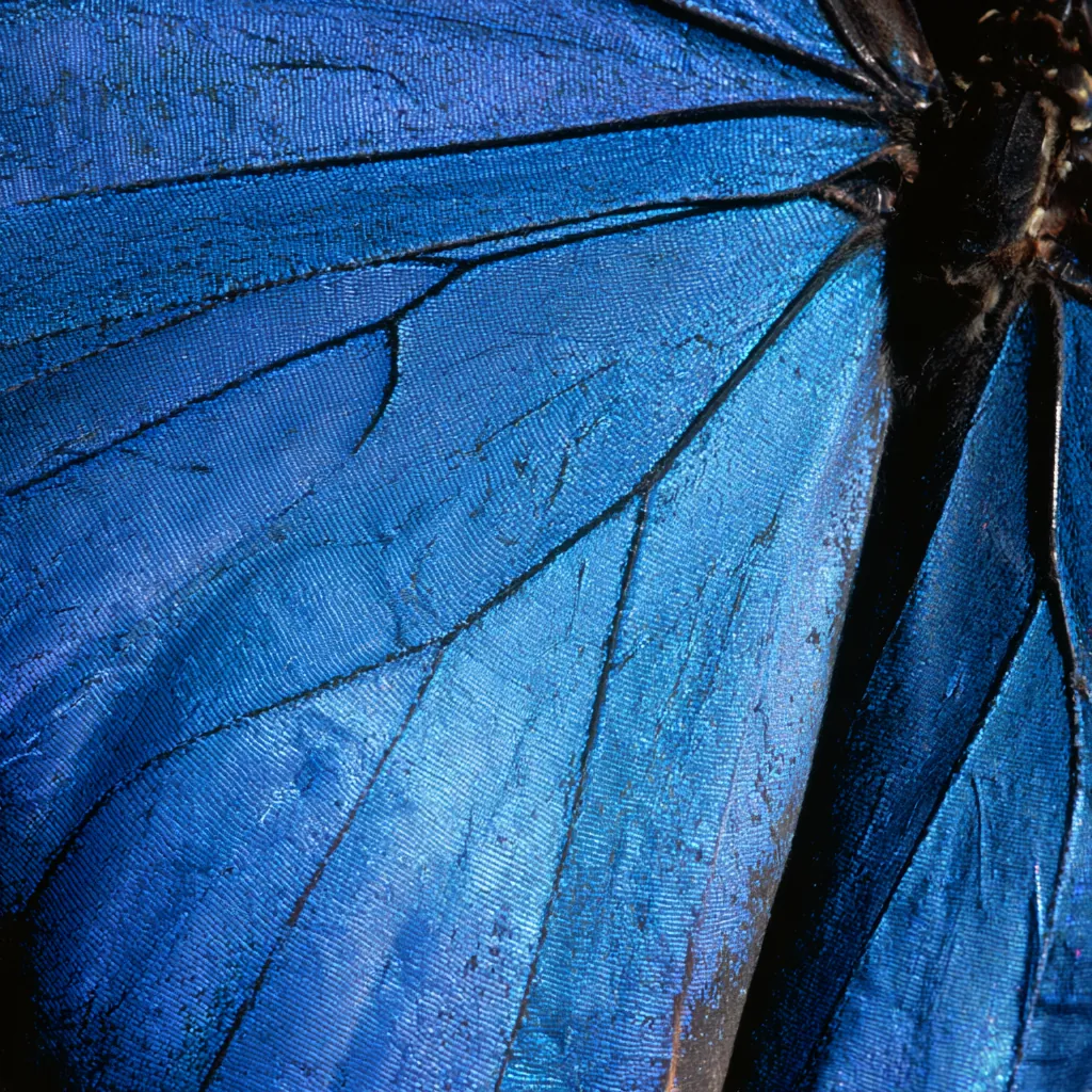 butterfly texture blue morpho wing surface iridescent blue sc