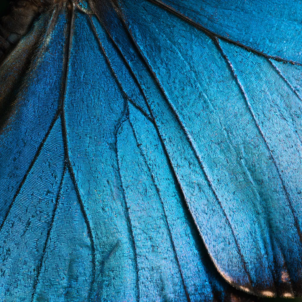 butterfly texture blue morpho wing surface iridescent blue sc