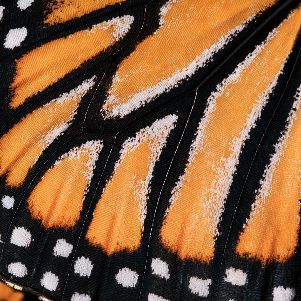butterfly texture monarch butterfly wing pattern orange black