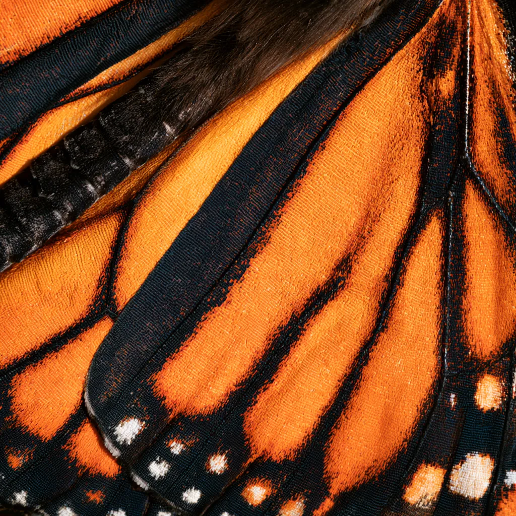 butterfly texture monarch butterfly wing pattern orange black