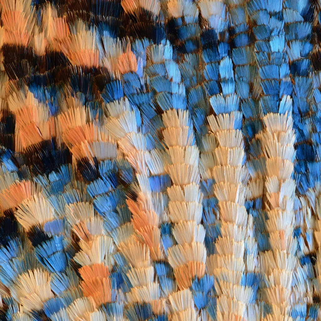 butterfly texture photorealistic butterfly wing close-up thou