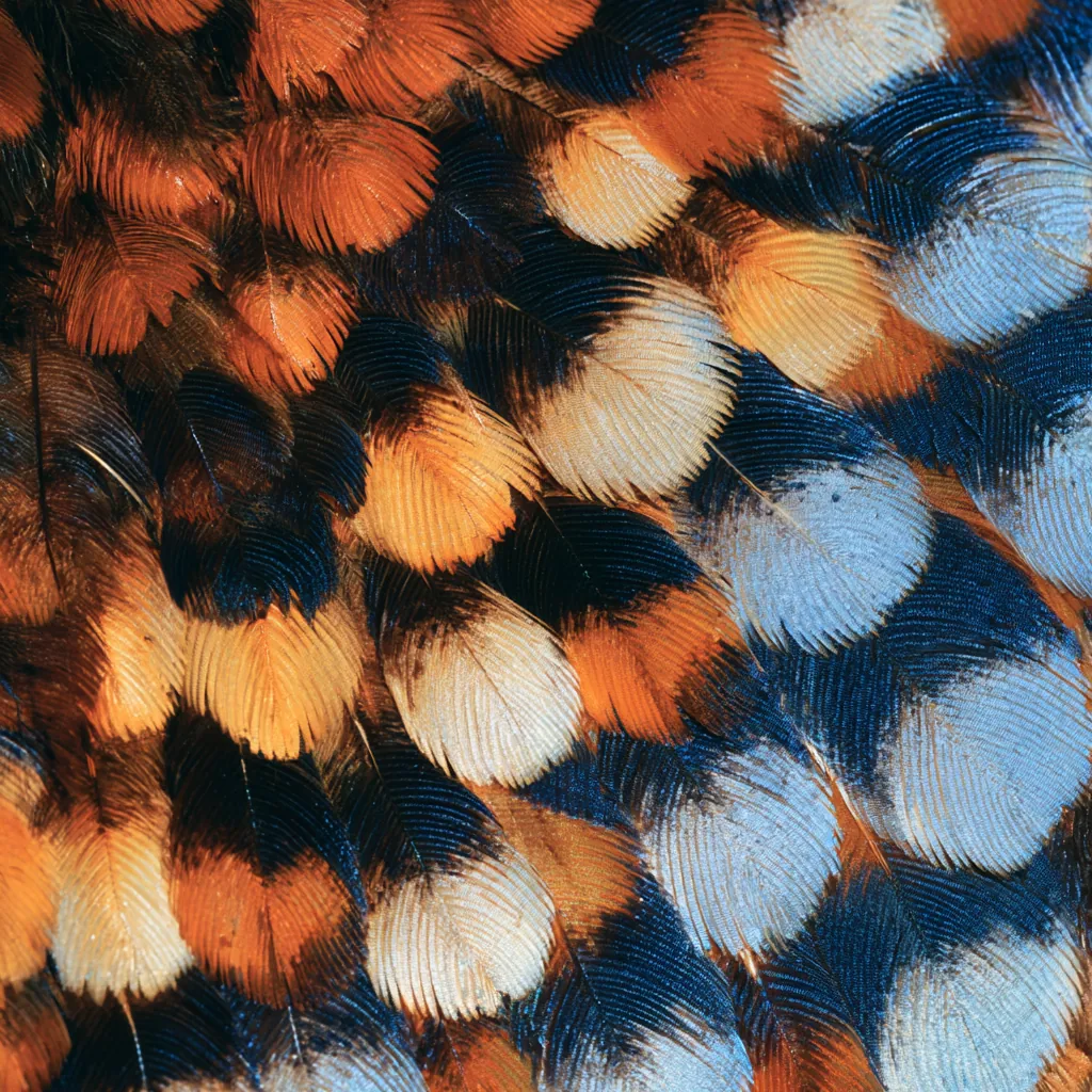 butterfly texture photorealistic butterfly wing close-up thou