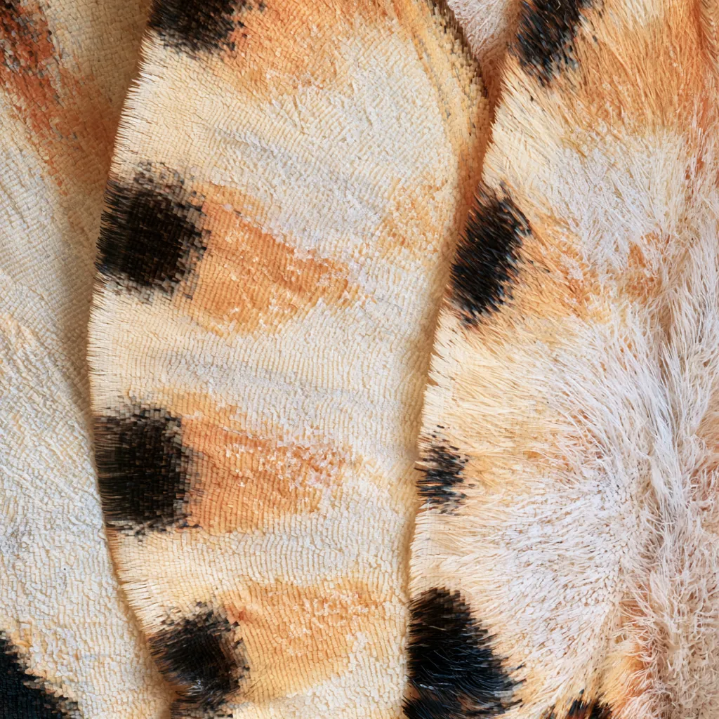 butterfly texture soft pastel butterfly scales detailed powde