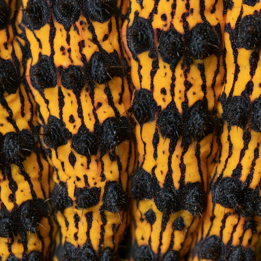 caterpillar texture rough caterpillar exoskeleton complex nat