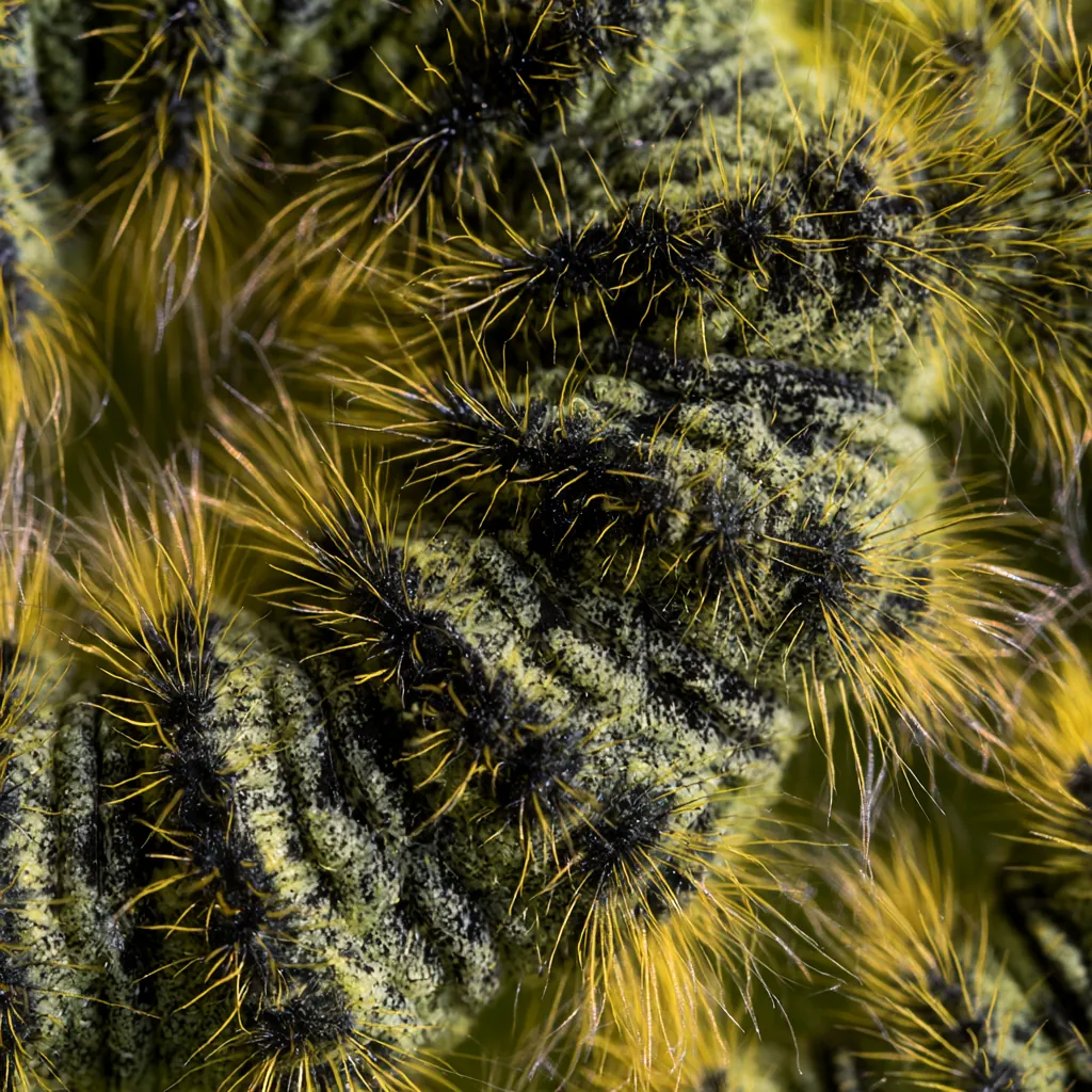 caterpillar texture rough caterpillar exoskeleton complex nat