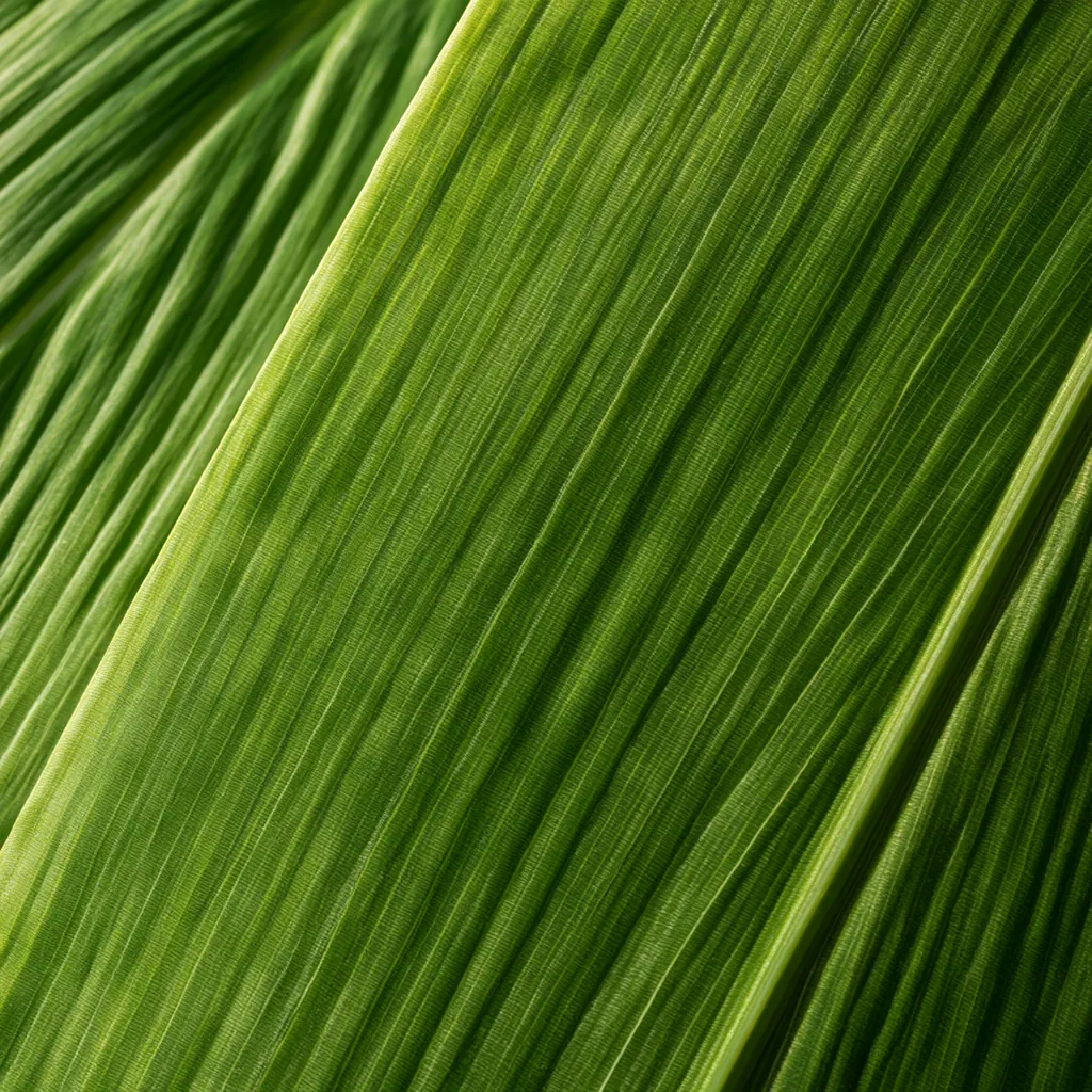 leaf texture bamboo leaf surface soft green texture natural