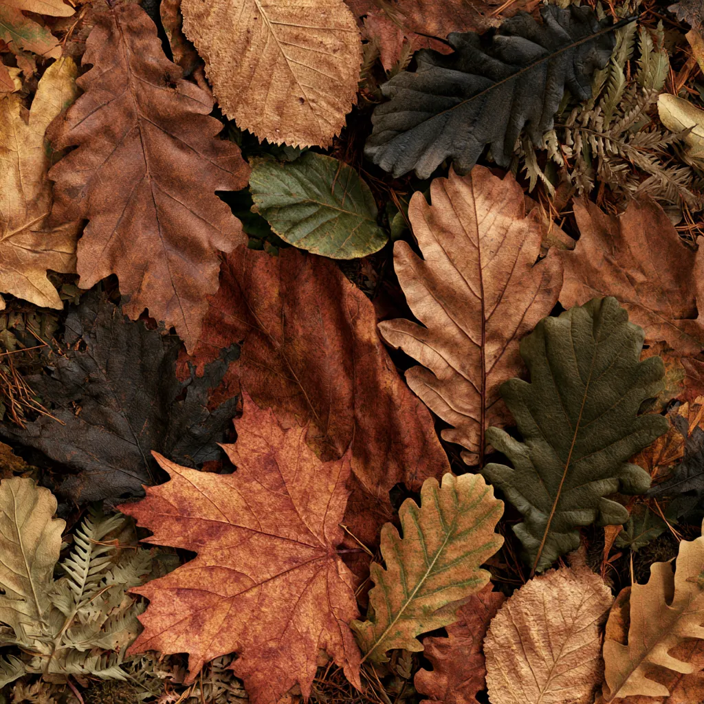 leaf texture fallen leaves carpet organic layered foliage ear