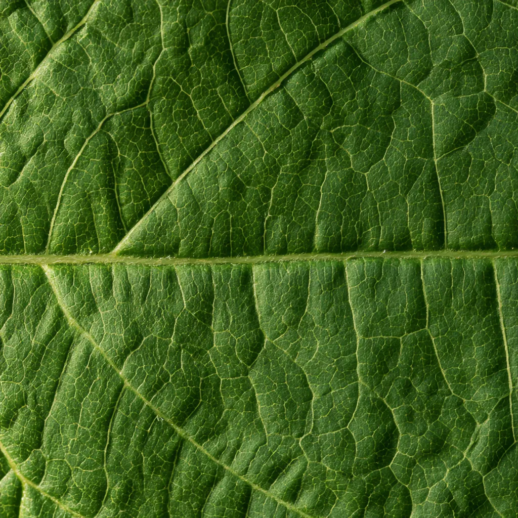 leaf texture photorealistic green leaf close-up detailed vein