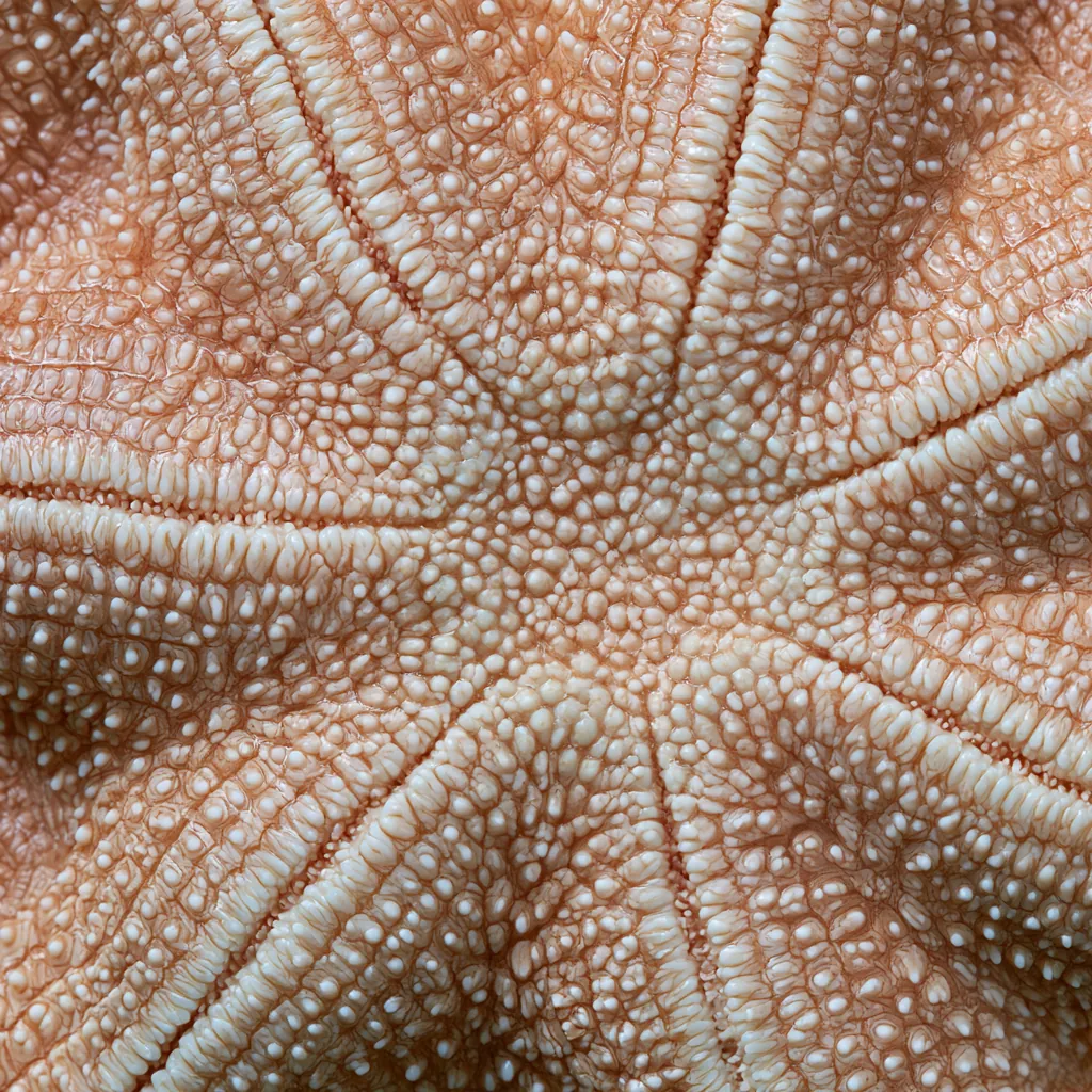 starfish texture close-up underside starfish surface tiny tub
