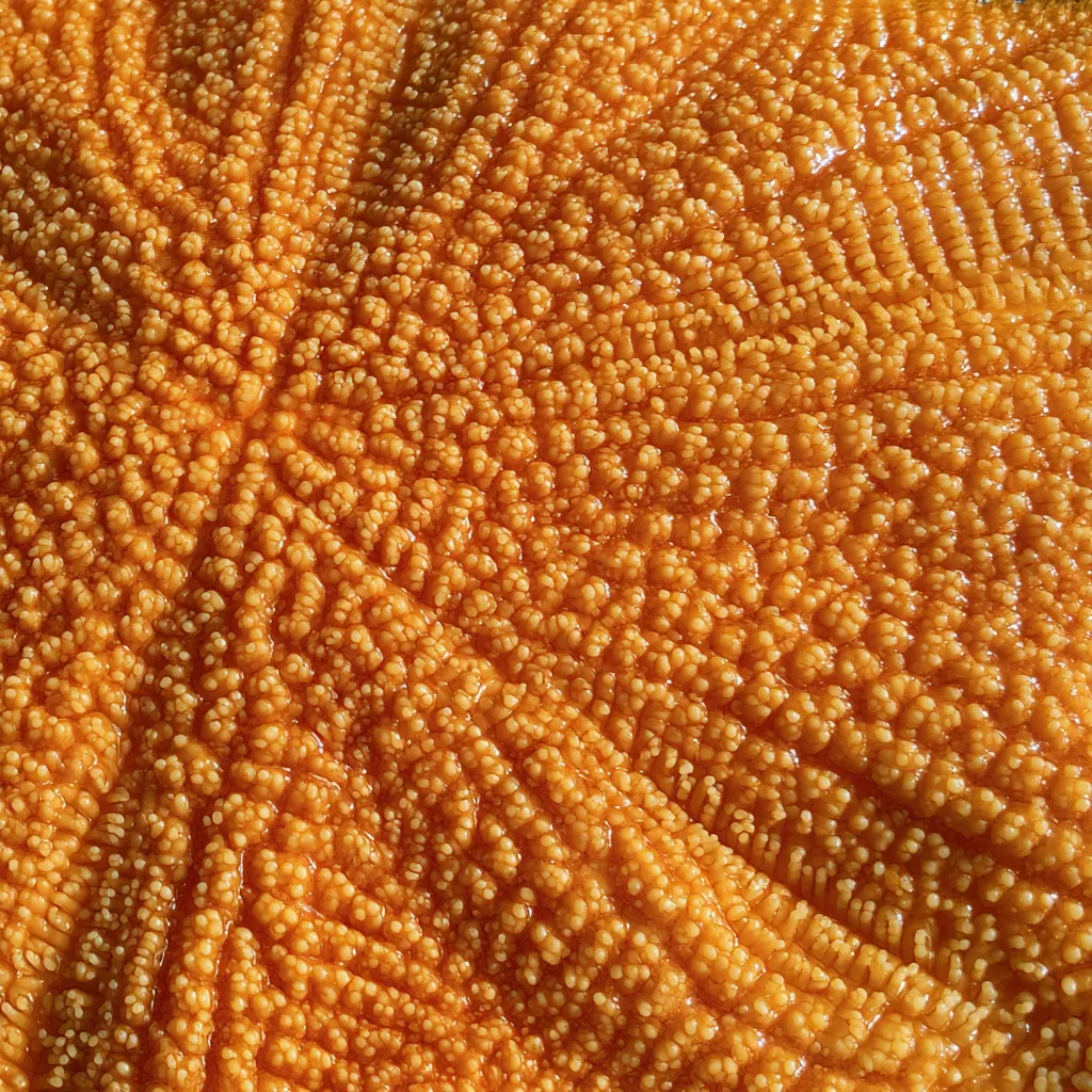 starfish texture close-up underside starfish surface tiny tub