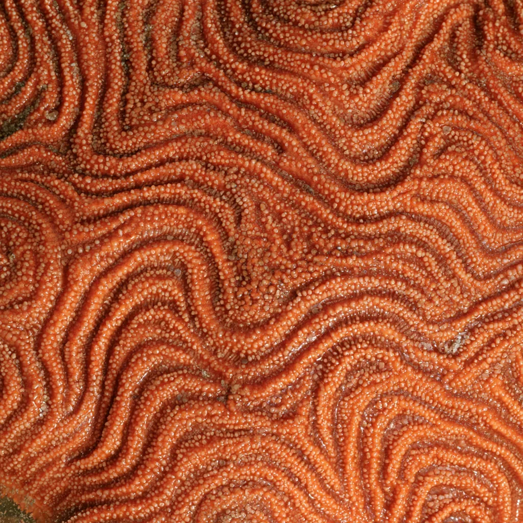 starfish texture close-up underside starfish surface tiny tub
