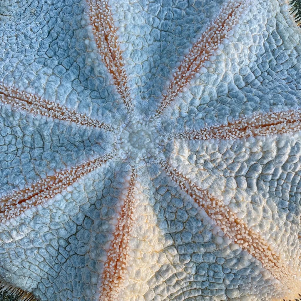 starfish texture close-up underside starfish surface tiny tub