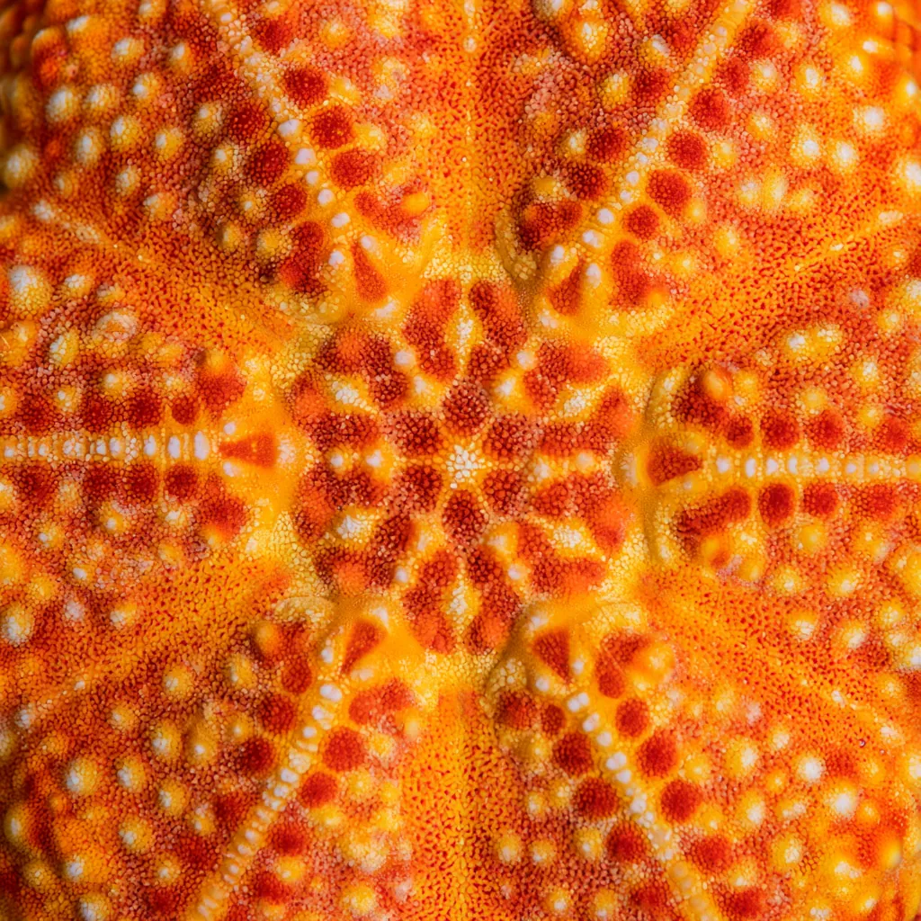 starfish texture tropical sea star close-up orange and yellow